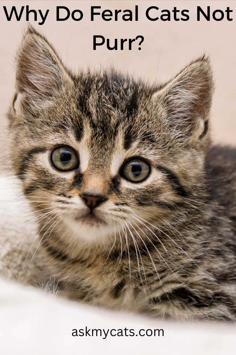 Do Feral Cats Purr Like Domestic Cats? Unleashing the Truth