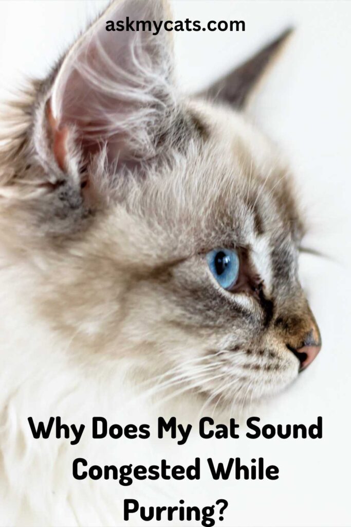 Why Does My Cat Sound Congested While Purring?