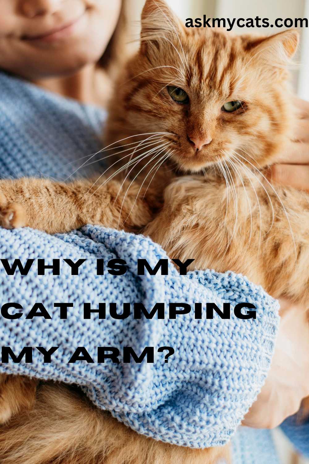 My Cat Humps Me What Does It Mean?