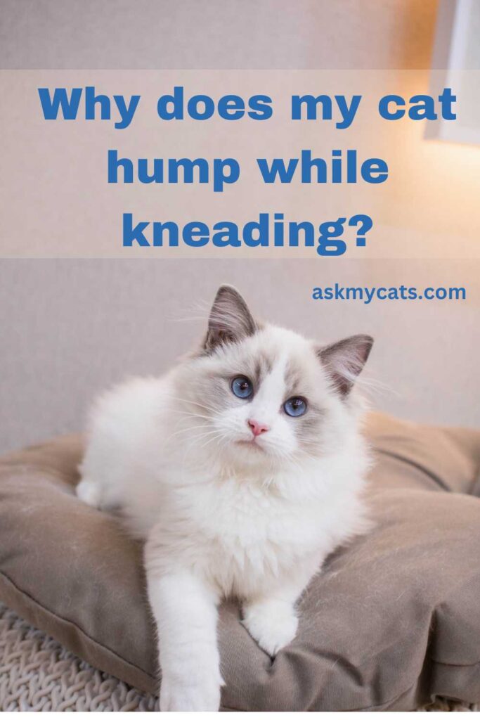 Why does my cat hump while kneading?