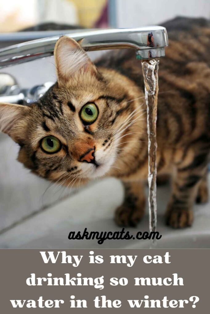 Why is my cat drinking so much water in the winter?