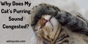 Why Does My Cat’s Purring Sound Congested? (Expert Opinion)
