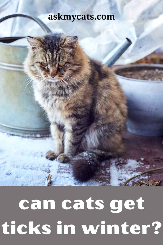 can cats get ticks in the winter?