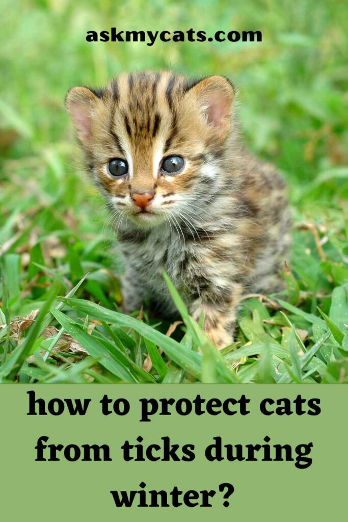 how to protect cats from ticks during winter?