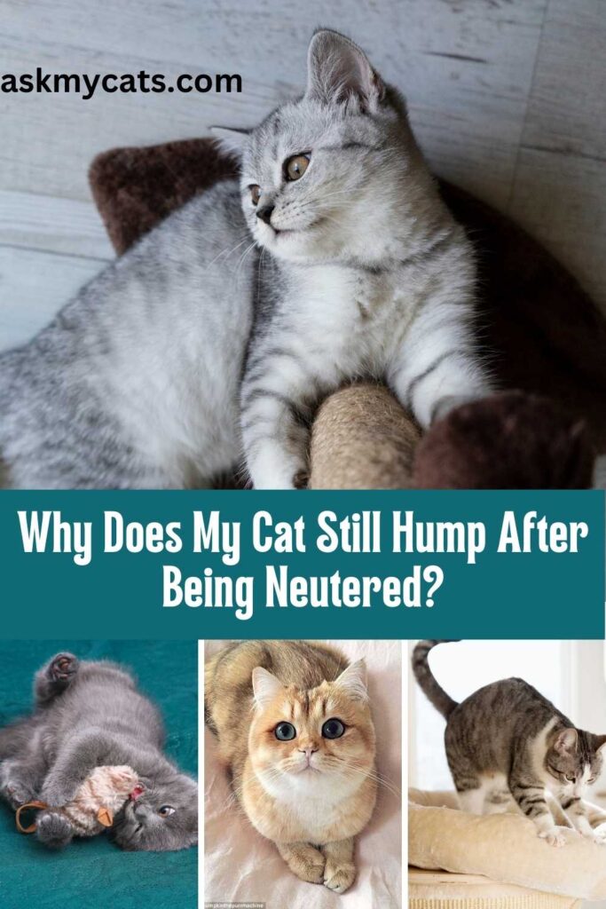 Why Does My Neutered Cat Still Hump After Being Neutered?
