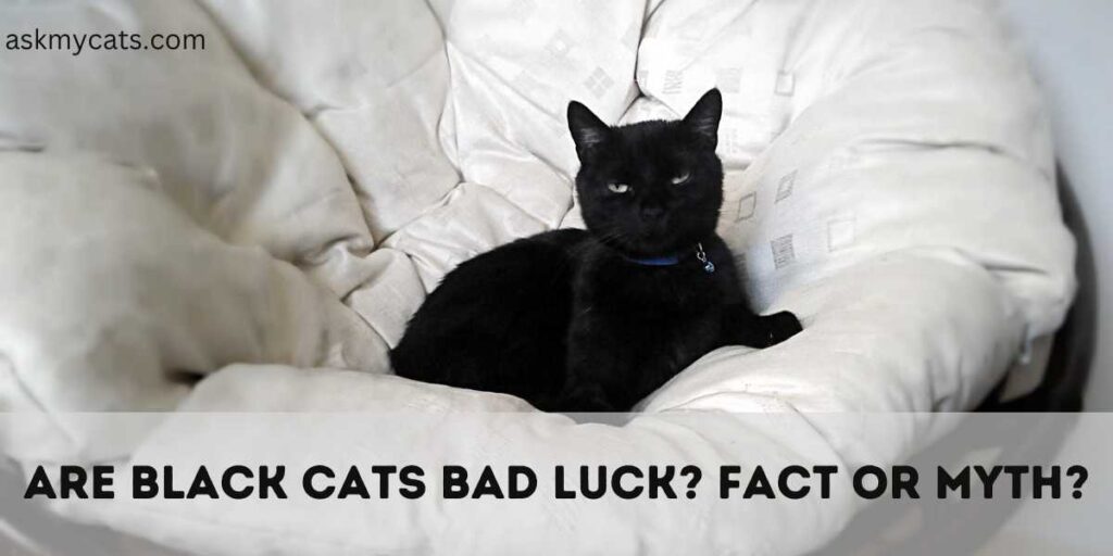 Are Black Cats Bad Luck Fact Or Myth
