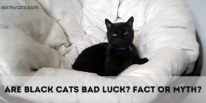 Are Black Cats Bad Luck? Debunking the Myth