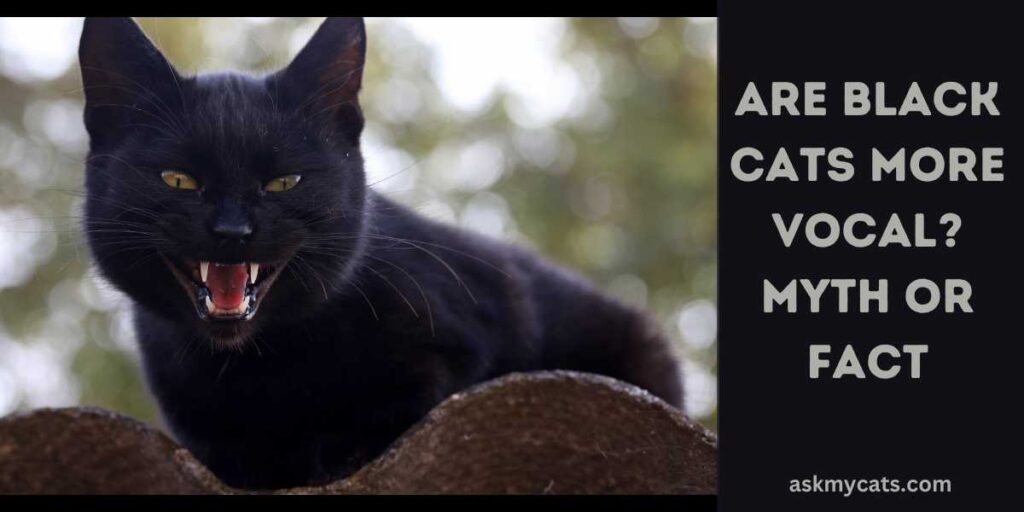 Are Black Cats More Vocal Myth Or Fact