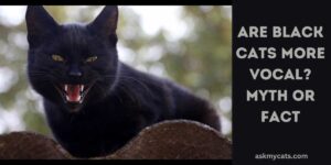 Are Black Cats More Vocal? Silence the Superstitions