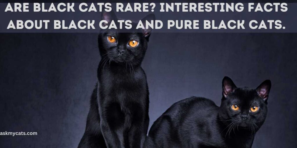 Are Black Cats Rare Interesting facts about black cats and pure black cats.