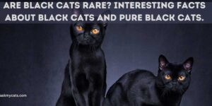 Are Black Cats Really Rare? Uncovering the Truth