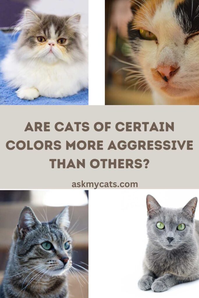 Are Cats Of Certain Colors More Aggressive Than Others