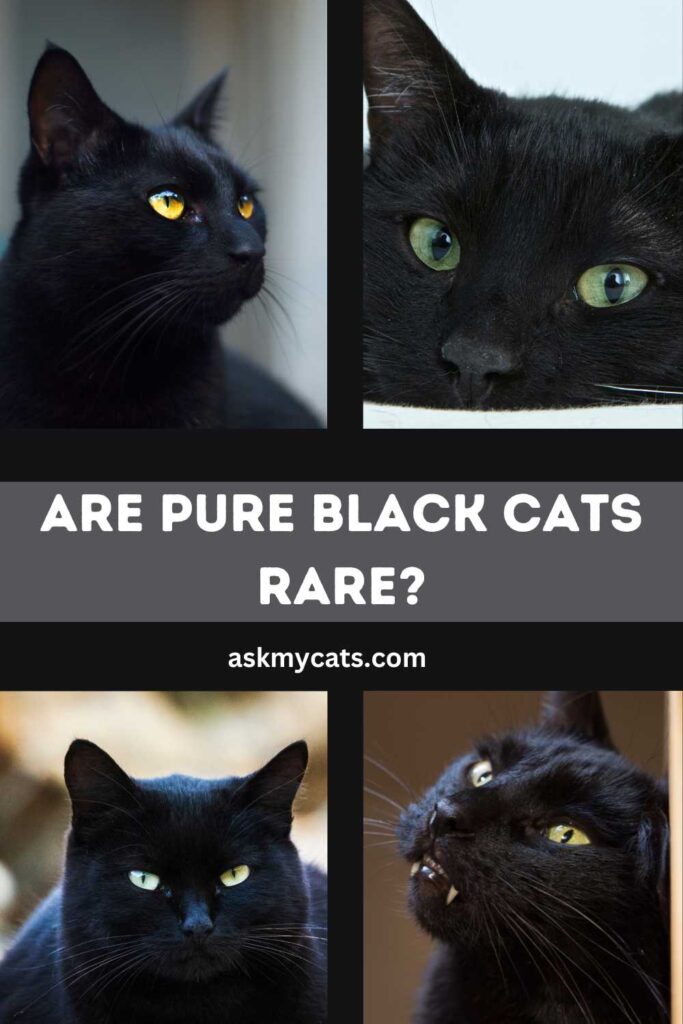 Are Pure Black Cats Rare