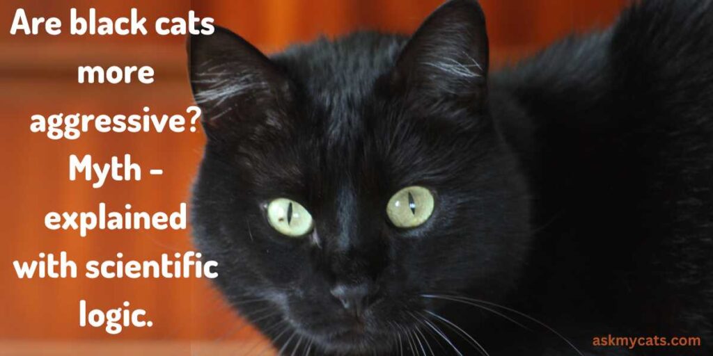 Are black cats  more aggressive Myth - explained with scientific logic.