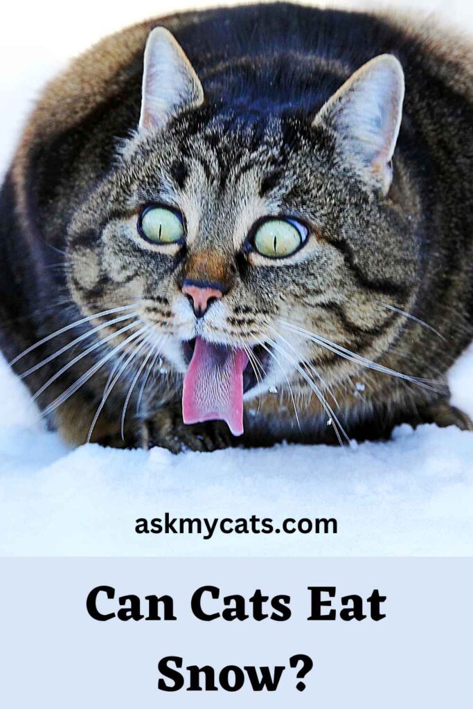 Can Cats Eat Snow?
