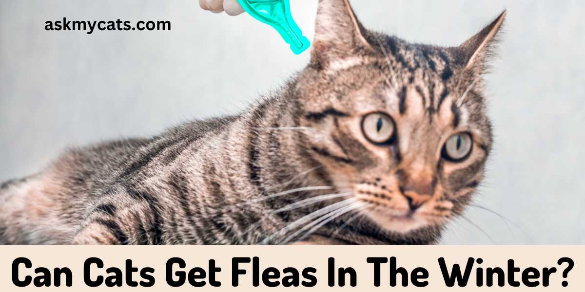 Can Cats Get Fleas In The Winter? Is Your Cat at Risk?