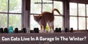 Can Cats Live In A Garage In The Winter?