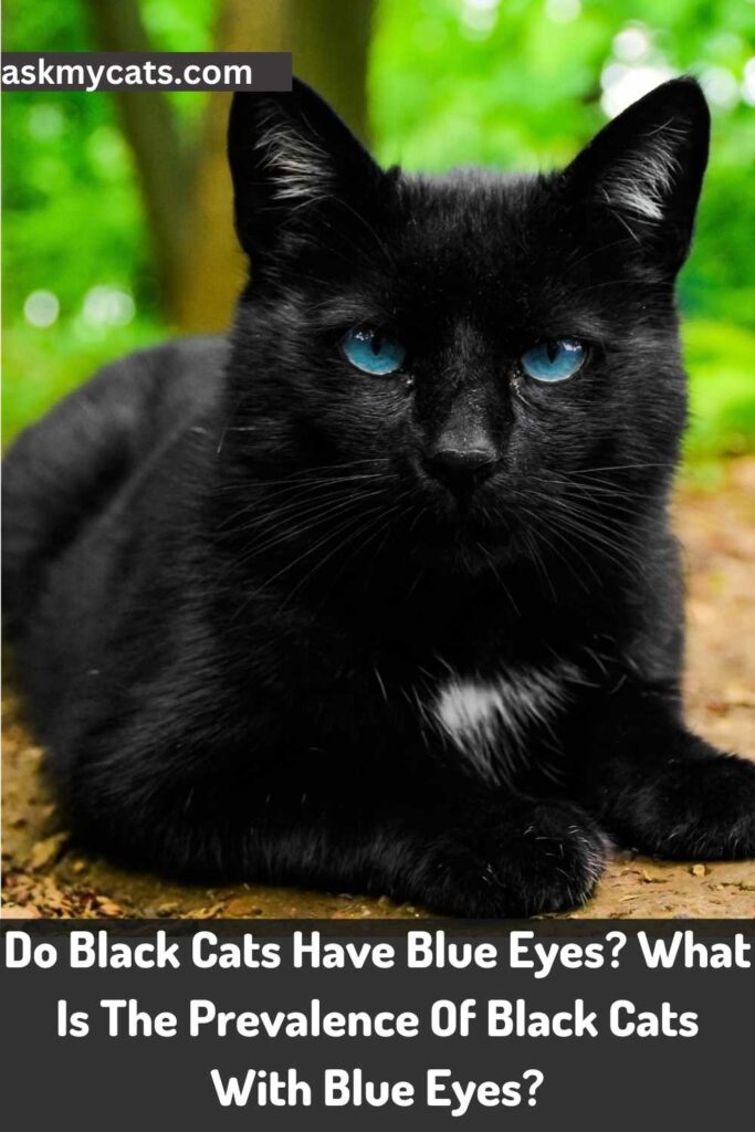 Do Black Cats Have Blue Eyes What Is The Prevalence Of Black Cats With Blue Eyes