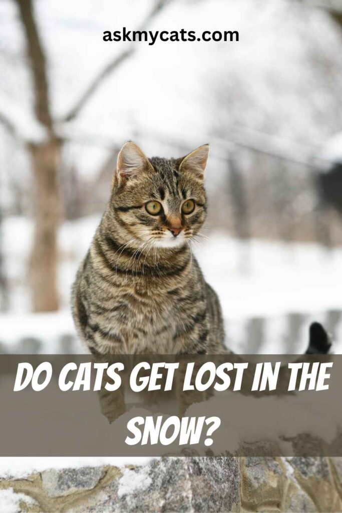 Do Cats Get Lost In The Snow?