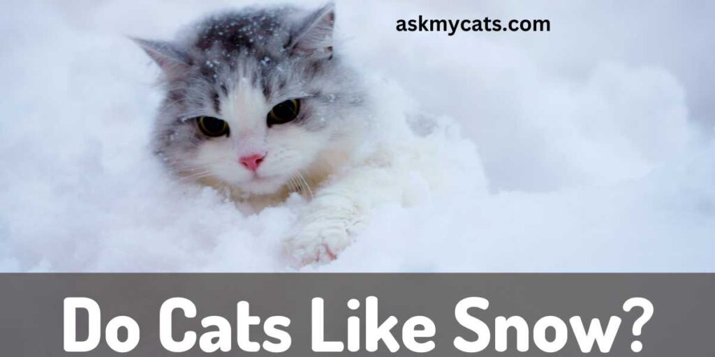 Do Cats Like Snow