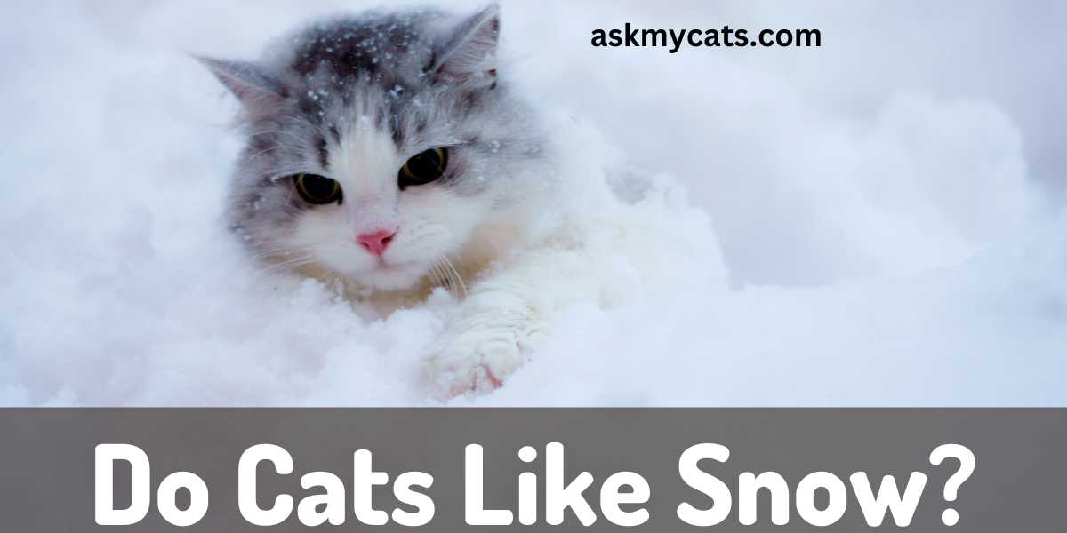Do Cats Really Like Snow? Myth or Reality?