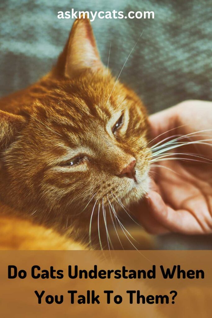 Do Cats Understand When You Talk To Them?