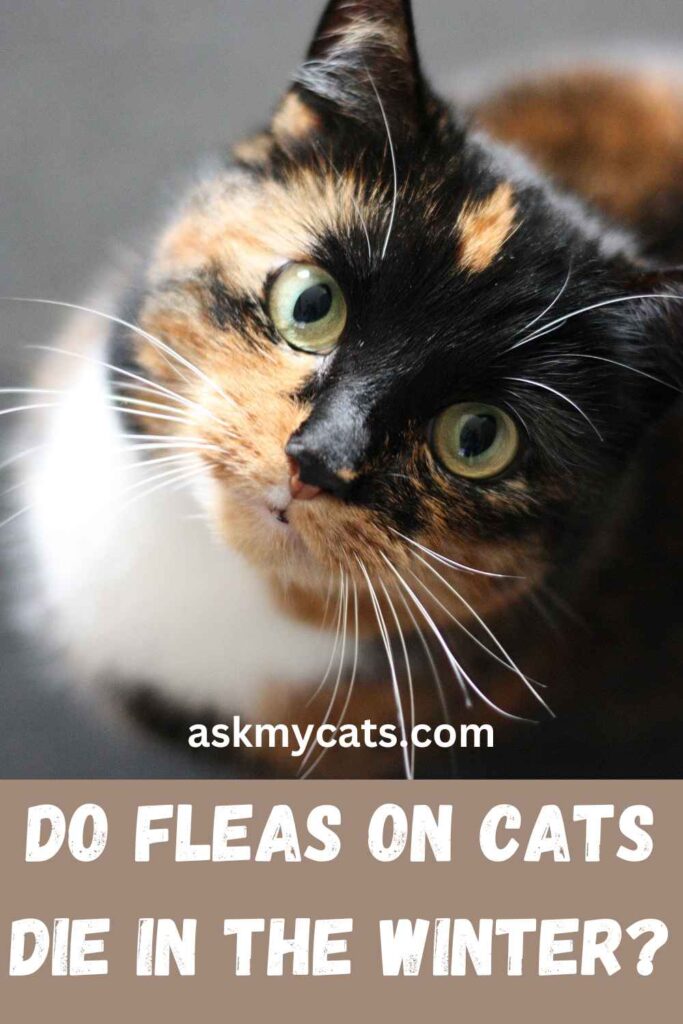 Do Fleas On Cats Die In The Winter?