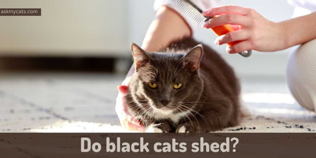 Do black cats shed (1)