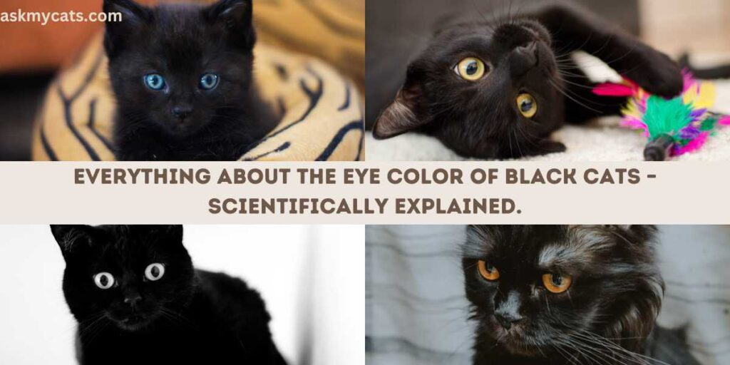 Everything about the eye color of black cats – scientifically explained.