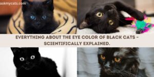 Eye Color Of Black Cats: The Science Behind the Shade