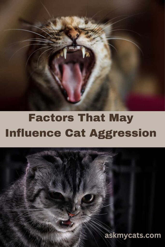 Factors That May Influence Cat Aggression