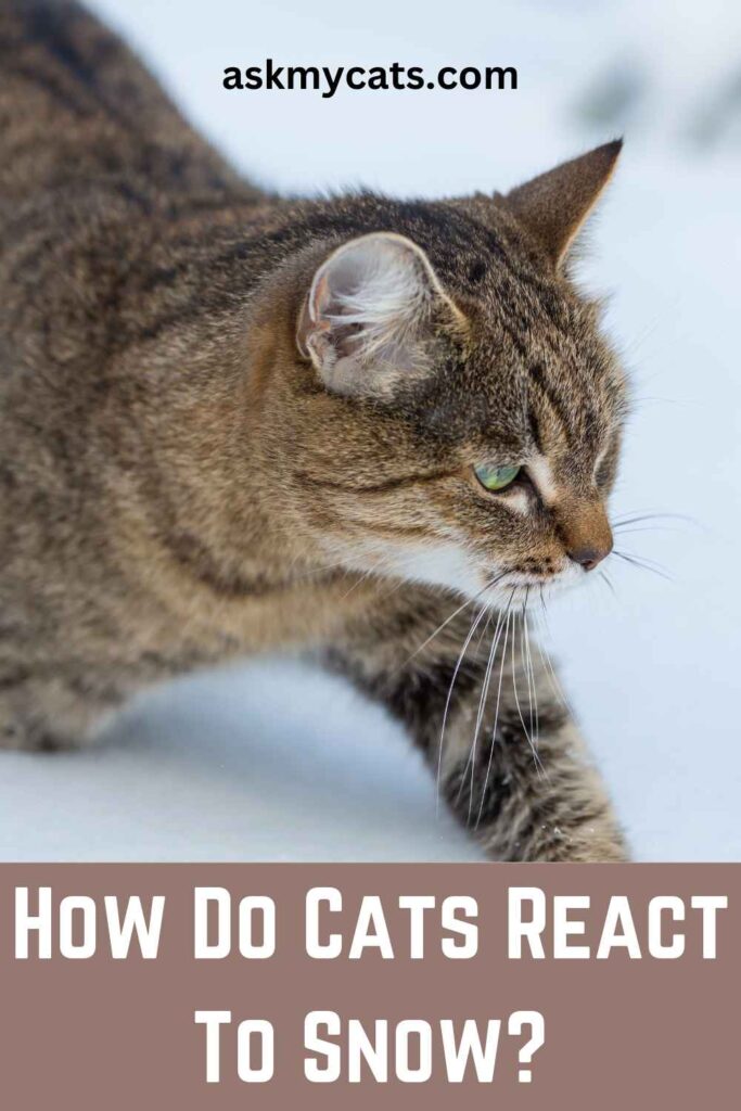 How Do Cats React To Snow?