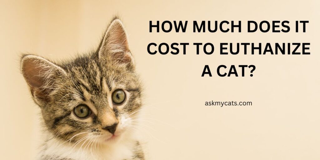 How Much Does It Cost To Euthanize A Cat