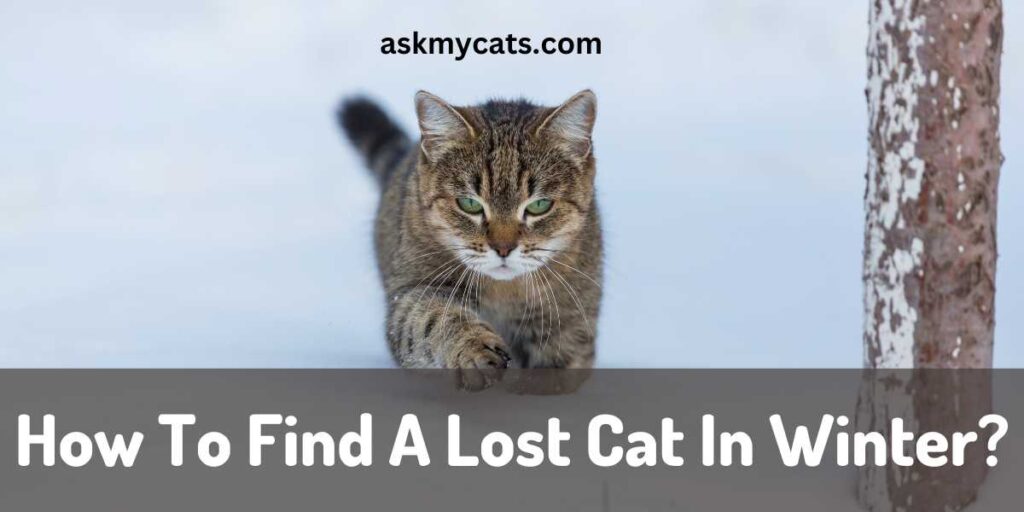 How To Find A Lost Cat In Winter?