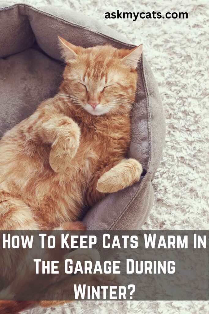 How To Keep Cats Warm In The Garage During Winter?