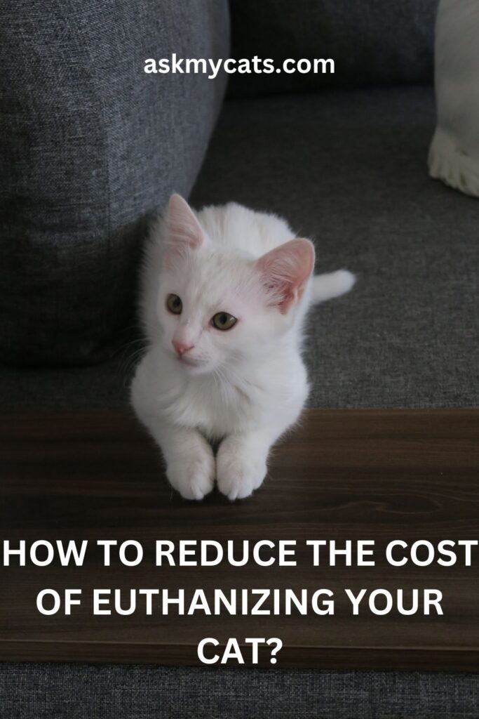 How To Reduce The Cost Of Euthanizing Your Cat