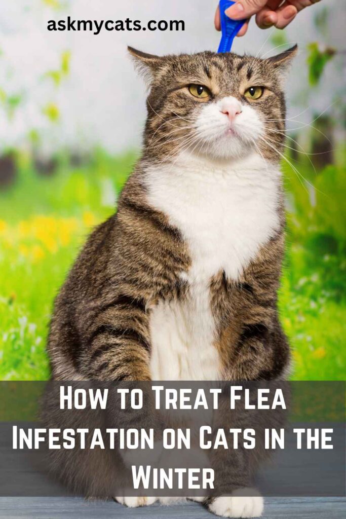 How to Treat Flea Infestation on Cats in the Winter