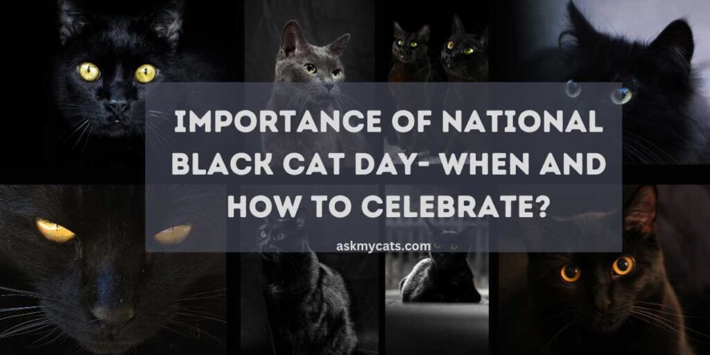 Importance of National black cat day- when and how to celebrate.