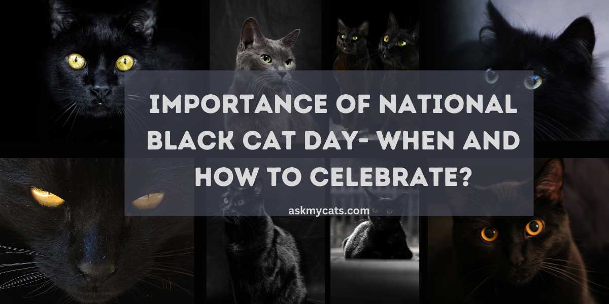 National Black Cat Day: When And How To Celebrate?