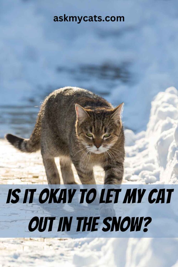 Is It Okay To Let My Cat Out In The Snow?