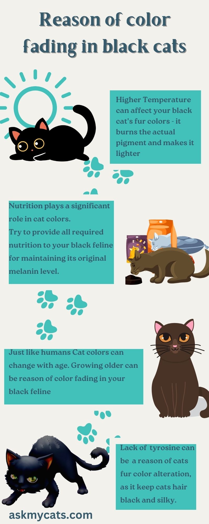 Reason of color fading in black cats (Infographic)
