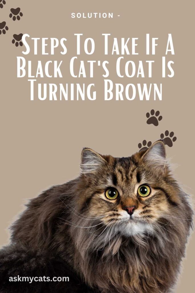 Solution - Steps To Take If A Black Cat's Coat Is Turning Brown