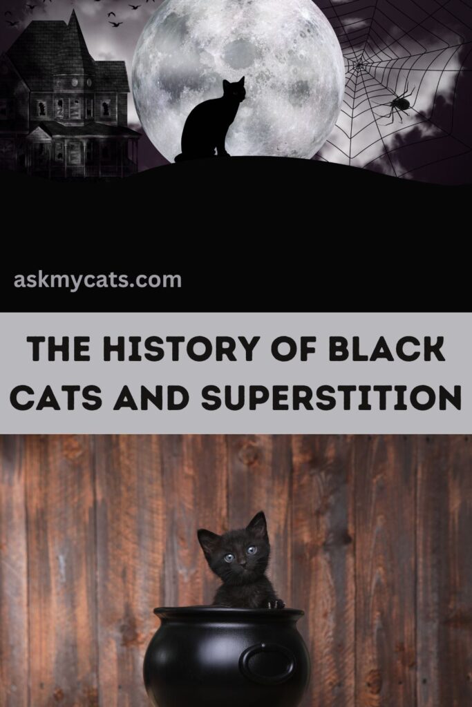 The History Of Black Cats And Superstition (1)