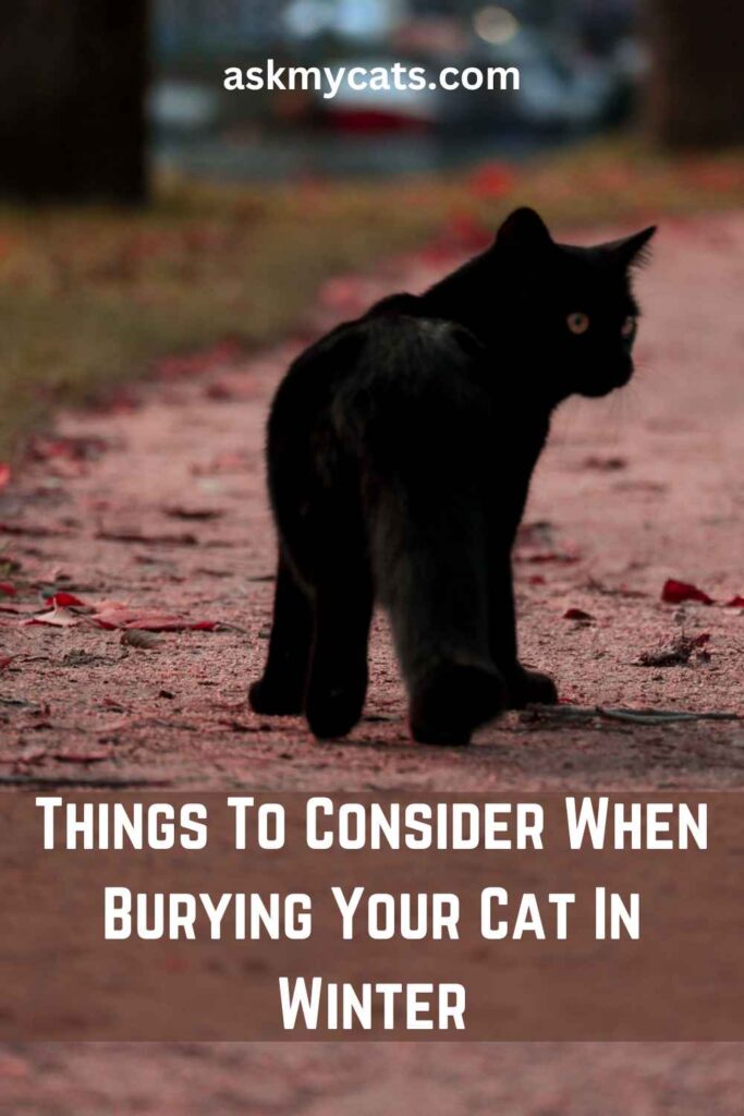 Things To Consider When Burying Your Cat In Winter
