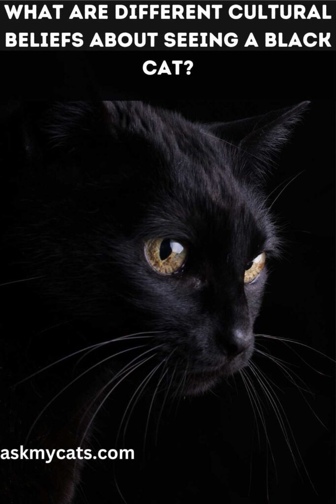 What Are Different Cultural Beliefs About Seeing A Black Cat