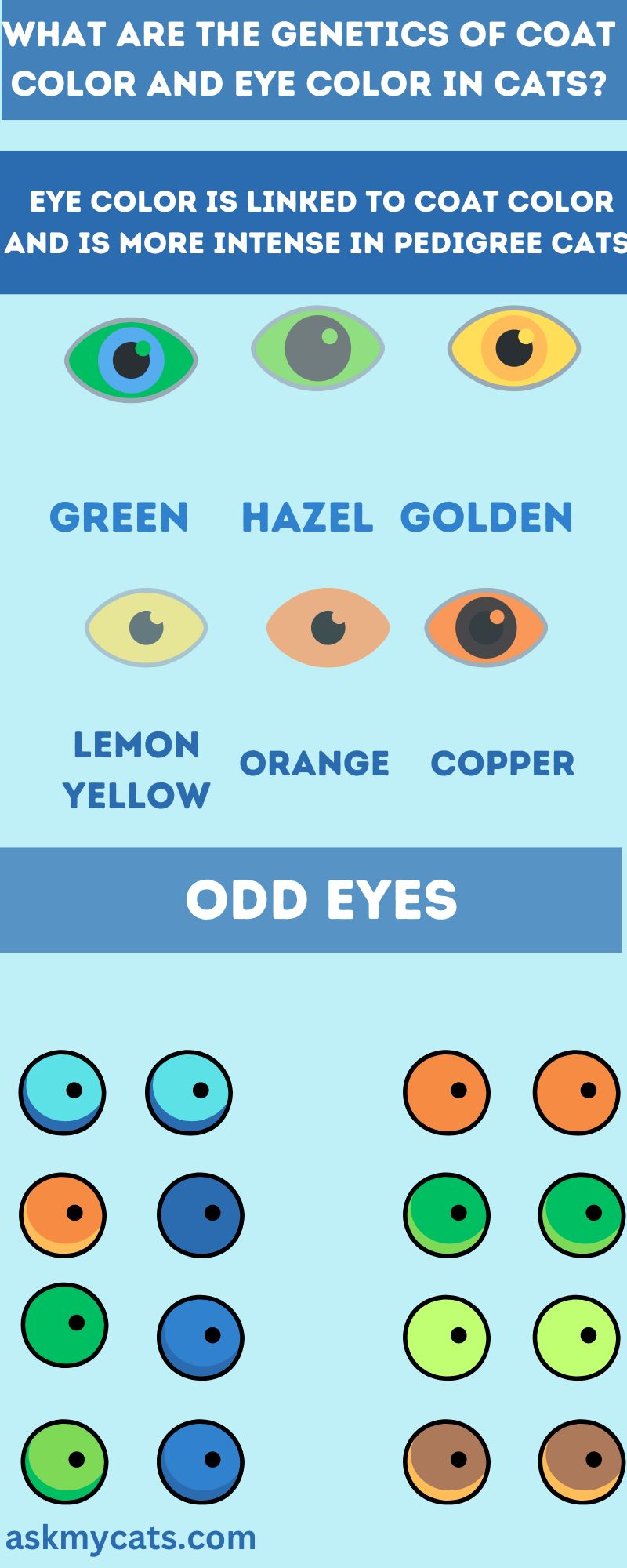 What Are The Genetics Of Coat Color And Eye Color In Cats (Infographic)