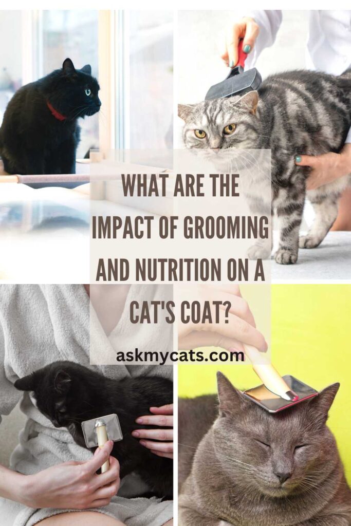 What Are The Impact What Are The Impact Of Grooming And Nutrition On A Cat's Coat