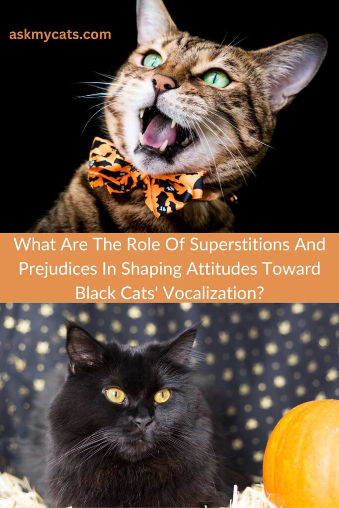 What Are The Role Of Superstitions And Prejudices In Shaping Attitudes Toward Black Cats Vocalization