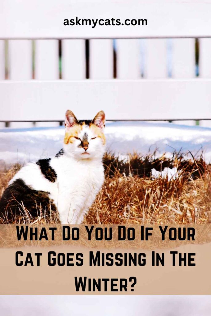 What Do You Do If Your Cat Goes Missing In The Winter?