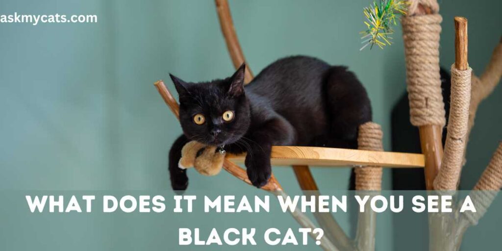 What Does It Mean When You See A Black Cat